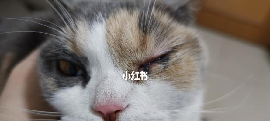 如何正确给宠物猫咪滴眼药水（每次几滴合适）