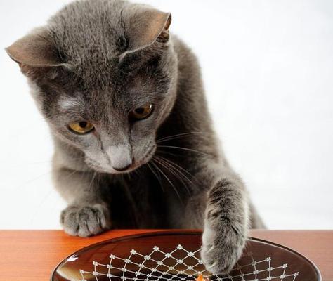 猫咪第一次吃虾到底能吃多少（探究猫咪对虾的消化吸收能力与健康食用建议）