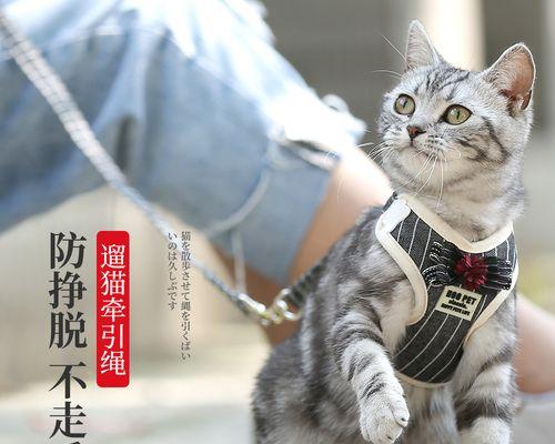 猫咪初产指南（关于宠物猫咪初次生育的注意事项）