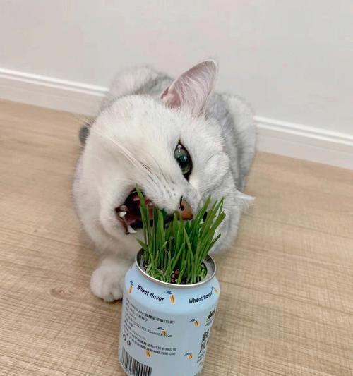 猫咪为什么喜欢吃麦草（探讨猫咪喜欢吃麦草的原因与功效）