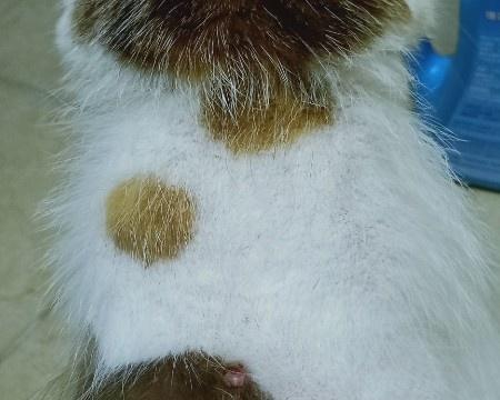 揭开猫咪肚子小肉疙瘩的神秘面纱（探究猫咪健康的关键所在——以肚子小肉疙瘩为例）