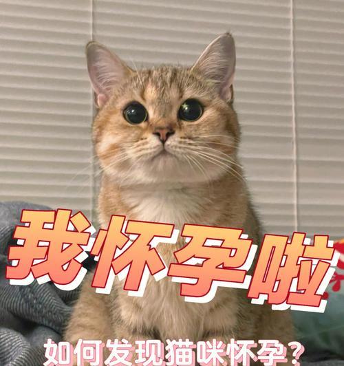 猫咪肚子硬硬、乳头鼓鼓大红（宠物主人必看！如何帮助猫咪解决肚子硬、乳头鼓鼓大红的问题）