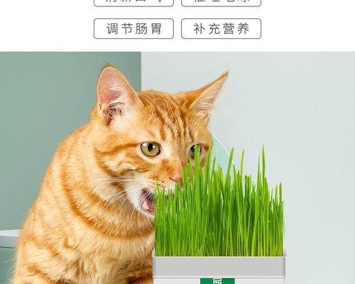 为什么猫咪对薄荷感兴趣（探索猫咪与薄荷的奇妙关系）