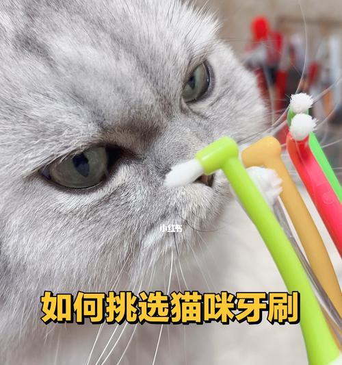 爱宠猫咪的护理（宠物猫咪的健康需要我们从小细节开始关注）