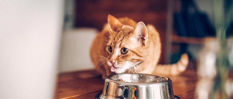 猫咪的饮食需求与喂养技巧（宠物猫的饮食细节）