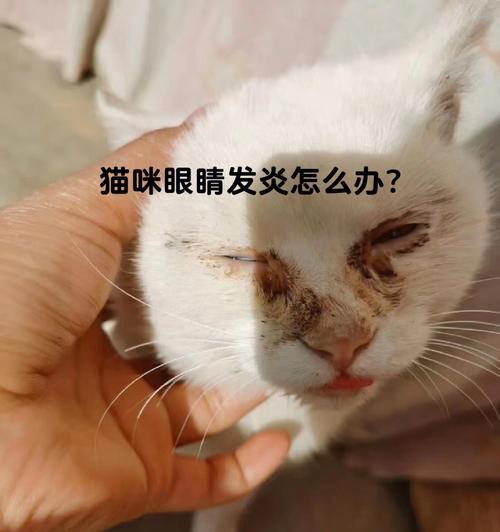 猫咪耳朵发炎失聪如何处理（让宠物远离耳炎）