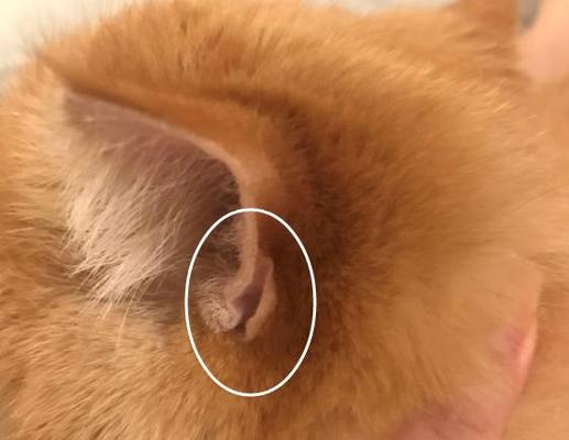 揭秘猫咪耳朵里头的红点点（猫咪耳朵红点点的原因）