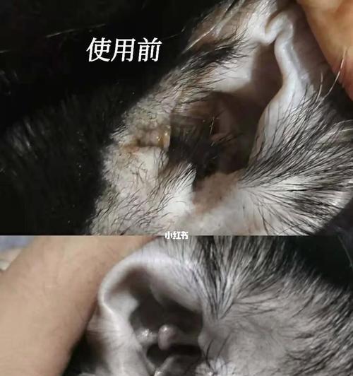 猫咪耳朵裂开了，如何处理（宠物爱好者必看）