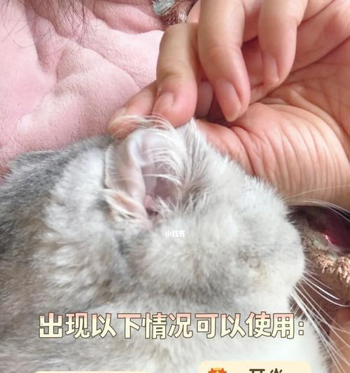 猫咪耳朵内部发炎的症状、治疗与预防（宠物猫咪耳朵内部发炎症状详解）