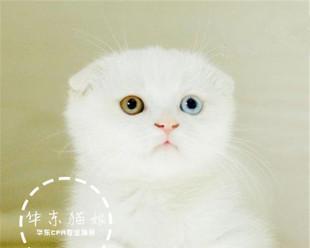 猫咪耳朵突然一直动，你知道是在发生什么吗（解读猫咪耳朵动作的奥秘）