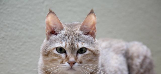 揭秘猫咪耳朵颜色不同的奥秘（宠物猫咪耳朵颜色多样性的原因及其特点）