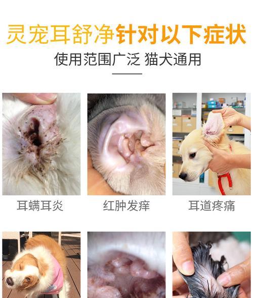 宠物猫咪耳螨的传染及预防（了解猫咪耳螨传染方式）