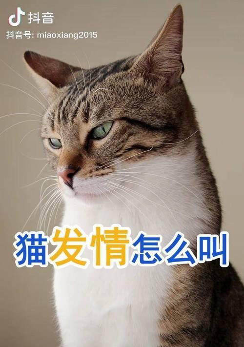 揭秘猫咪发情的四个阶段（了解猫咪情绪）