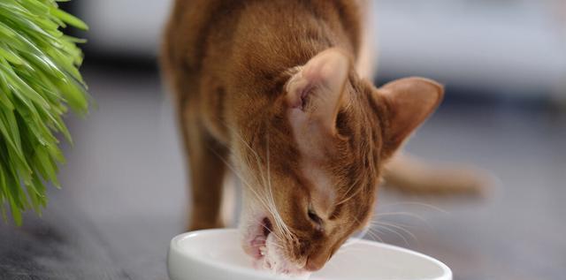 宠物猫咪发烧不吃饭怎么办（了解猫咪发烧的症状和应对措施）