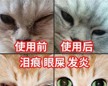 猫咪的眼睛也需要呵护（如何为猫咪使用滴眼液）