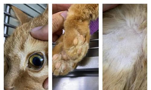 猫咪肝脏受损怎么办（教你正确喂养肝病猫咪）