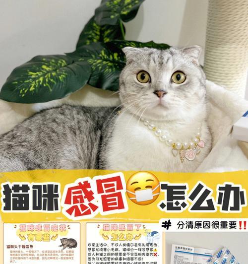 宠物猫是否会传染感染疾病（了解猫咪传染疾病的风险与预防方法）