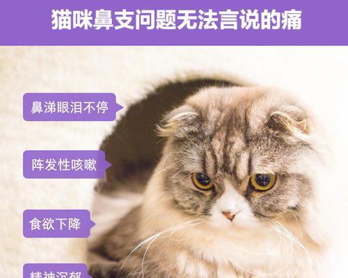 猫咪感冒鼻塞打喷嚏的原因与治疗方法（详解宠物猫感冒的症状与预防措施）