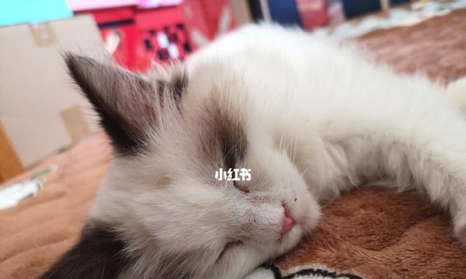 猫咪打疫苗后的反应及注意事项（宠物主人必看）