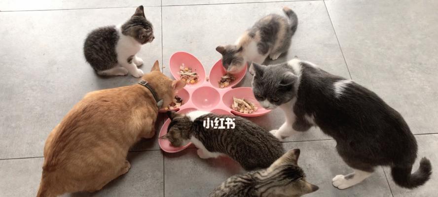 如何帮助新来家中的猫咪开始进食（新宠物）