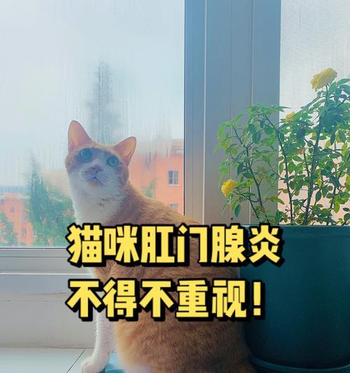 猫咪肛门腺味道解析（探究猫咪肛门腺的秘密）