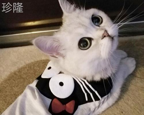 猫咪胳膊受伤的表现与护理（了解猫咪胳膊受伤的症状）