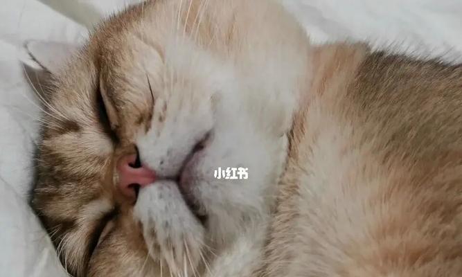 与猫咪共度打呼噜的幸福生活（猫咪打呼噜）