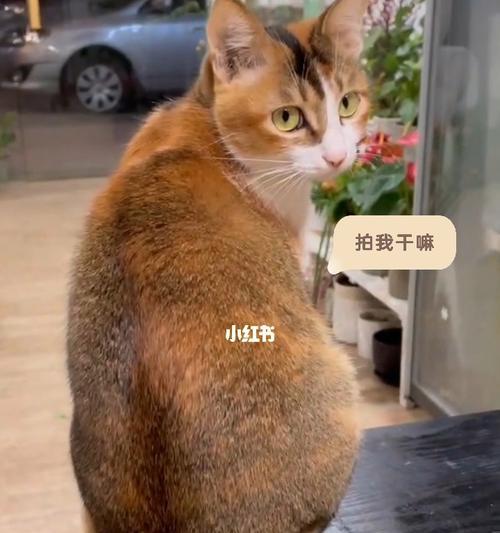 猫咪摇尾巴的含义及训练方法（揭秘猫咪尾巴语言）