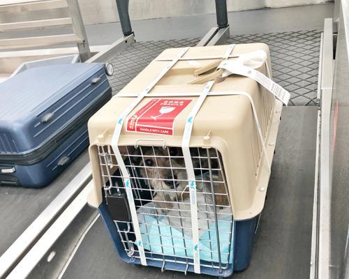 猫咪航空托运，让爱宠安全出行（晋喜宠物托运正规）