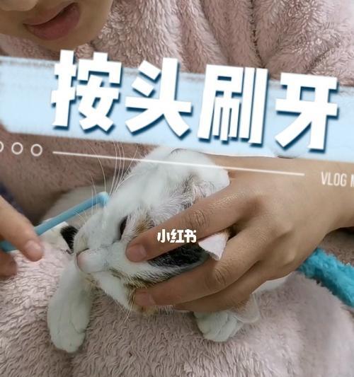 宠物口腔护理-以猫咪好大开始刷牙（如何为宠物提供完美的口腔保健）