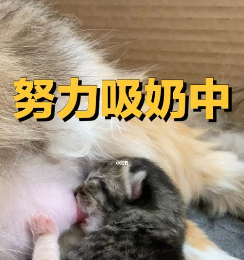 猫咪喝奶亲近人的神奇效果（探究猫咪喝奶与人亲密关系的奥秘）