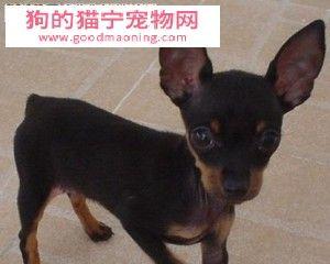 小鹿犬皮肤真菌感染如何预防与治疗（宠物爱护）