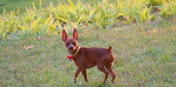 小鹿犬的来历与特点（从祖先到现代宠物犬）