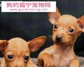 小鹿犬幼犬的断奶时机（宠物养护知识——小鹿犬幼犬的喂养问题）