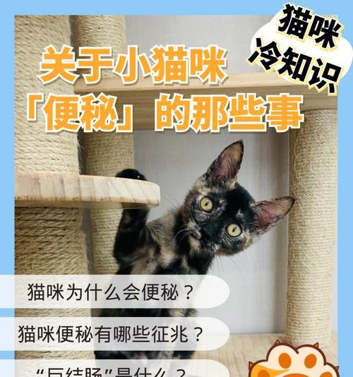 小猫便秘胀肚子该怎么办（宠物的健康需要我们的关注）