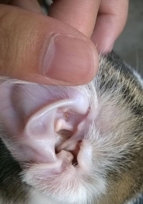 小猫为什么不让主人清洁耳朵（猫咪耳朵健康需知）