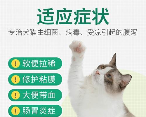 宠物小猫肠胃炎的症状与治疗（了解小猫肠胃炎的表现）