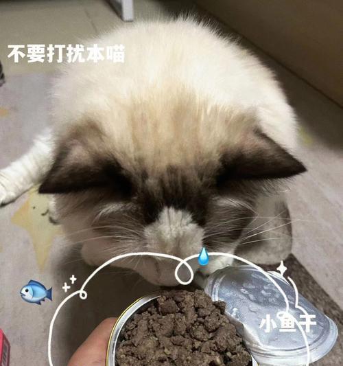 小猫误食脏东西的危害（如何预防小猫误食脏东西）