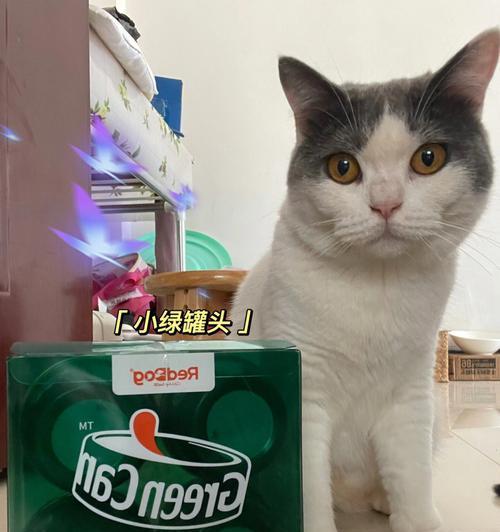 小猫为何吃罐头老吐（揭秘宠物饮食误区）