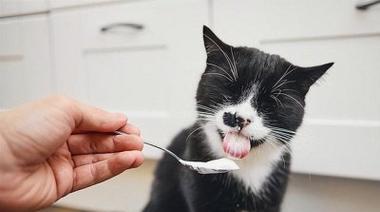 小猫的饮食与药物（为你的宠物提供全面的健康保障）