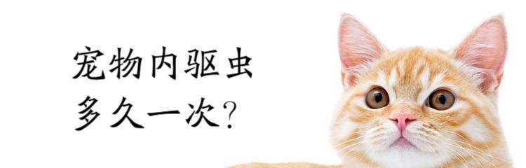 小猫驱虫必备，这些食物必须知道（以宠物为主）