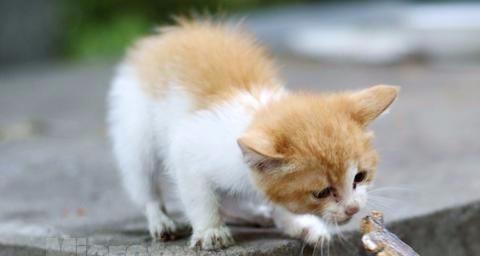 宠物小猫吃太撑怎么办（如何预防宠物小猫暴饮暴食以及应对突发情况）