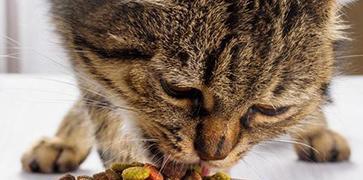 宠物猫吃太多猫粮怎么办（控制猫咪饮食）