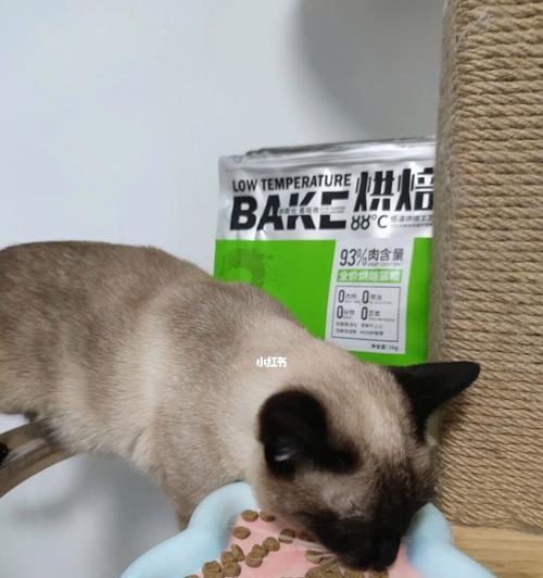 小猫不能只靠猫粮生存，这些食物也适合它们（了解小猫能吃什么）