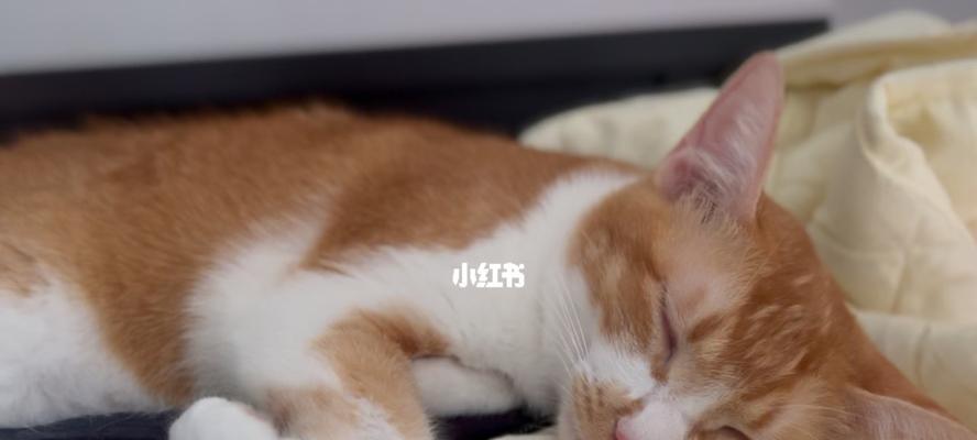 小猫的打呼噜速度越来越快，引起主人的担忧（宠物猫的睡眠质量和健康问题）