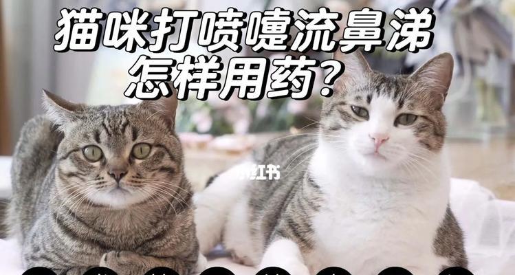 小猫为何频繁打喷嚏（宠物感冒也是种疾病）