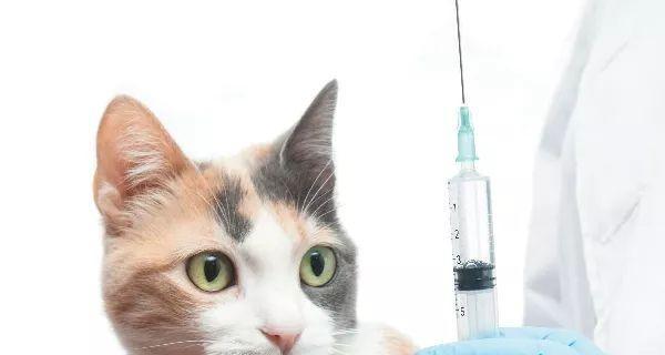 宠物猫打疫苗前必须除虫（维护宠物健康）