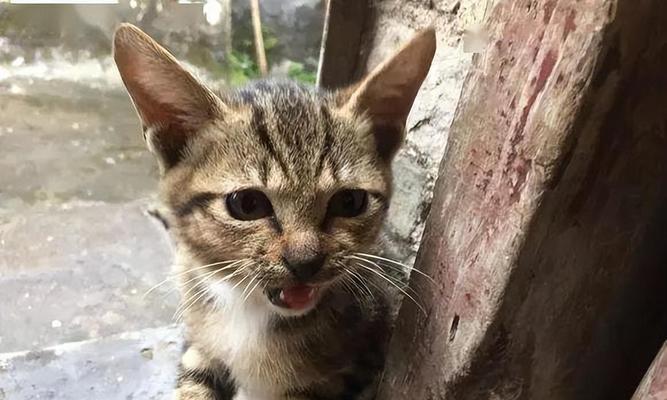 宠物小猫的饮食问题（小猫到家不吃不喝）