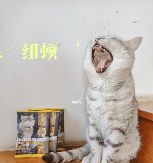 小猫低血糖的调理方法（宠物主人必备的补救措施）