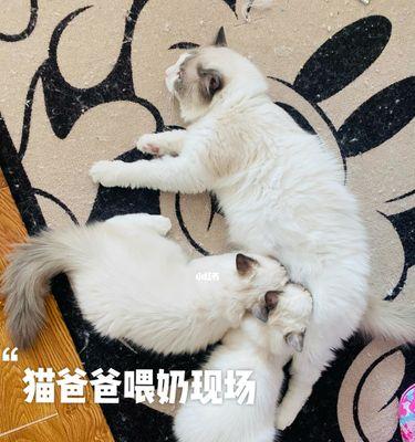 小猫断奶后的吸脚行为剖析（探究小猫吸脚的原因及对宠物健康的影响）